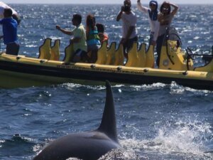 Read more about the article Barcos de turismo não podem se aproximar de orcas.